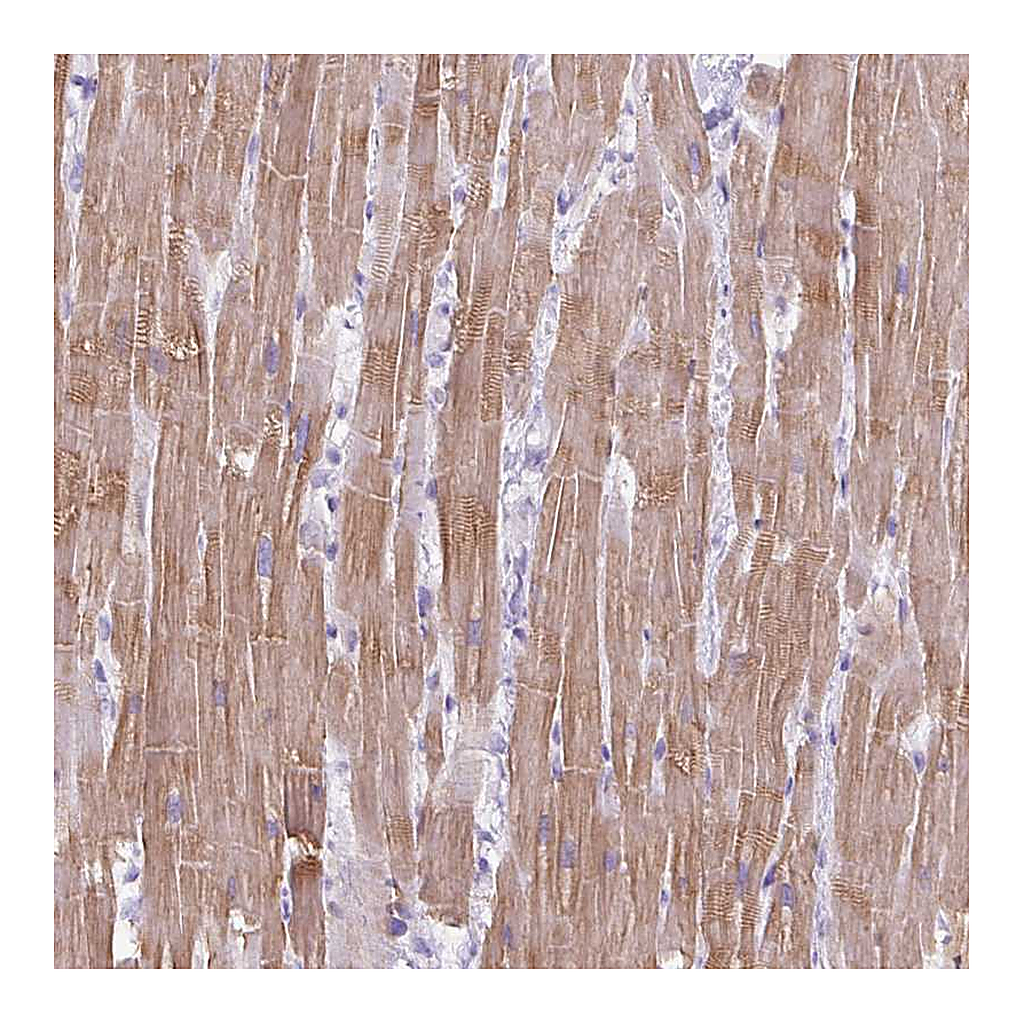 Atlas Antibodies Anti-FAM43A Antibody