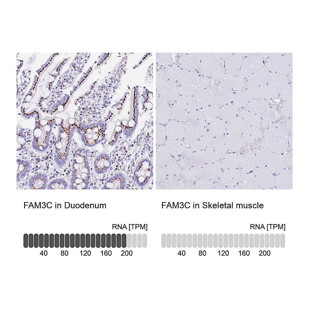 Atlas Antibodies Anti-FAM3C Antibody
