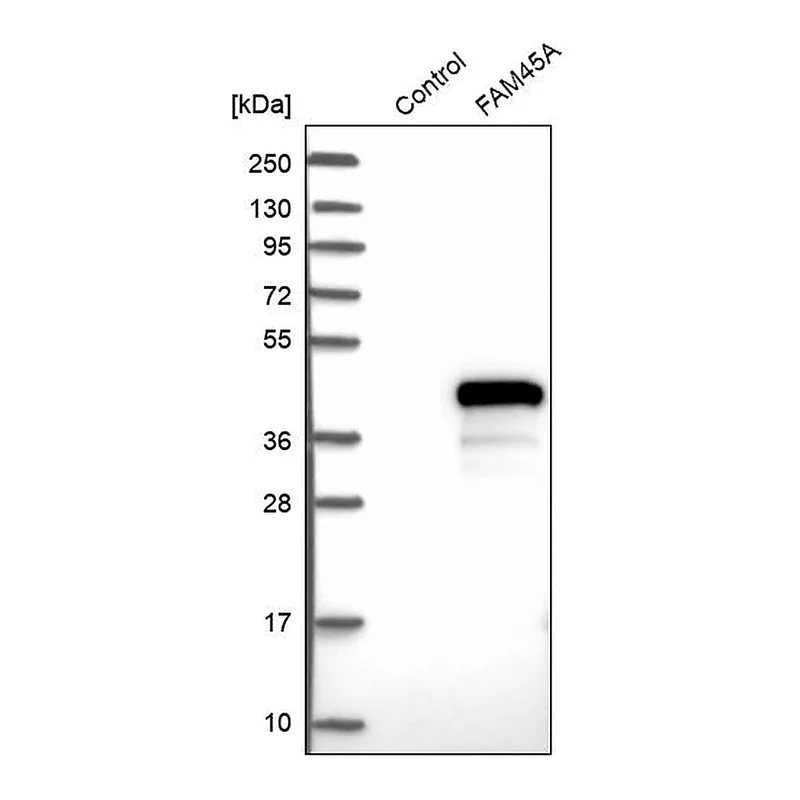 Atlas Antibodies Anti-FAM45A Antibody