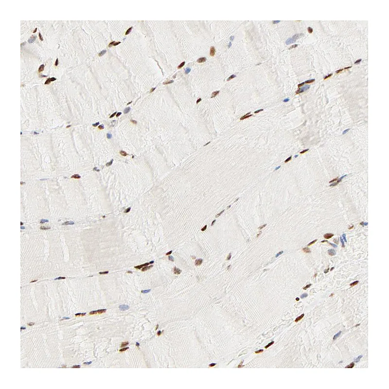 Atlas Antibodies Anti-FAM50A Antibody