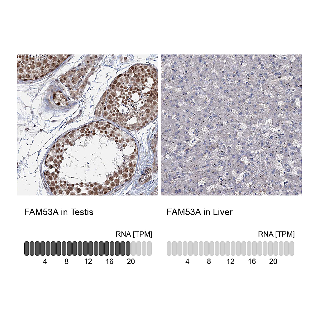 Atlas Antibodies Anti-FAM53A Antibody