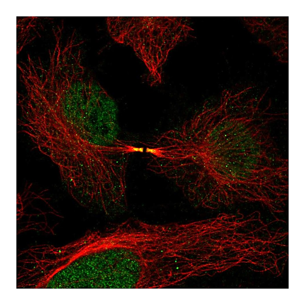 Atlas Antibodies Anti-FAM50B Antibody
