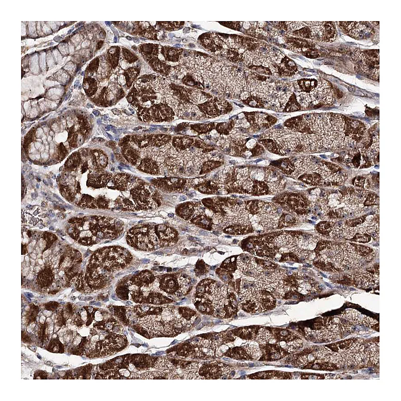 Atlas Antibodies Anti-FAM53B Antibody