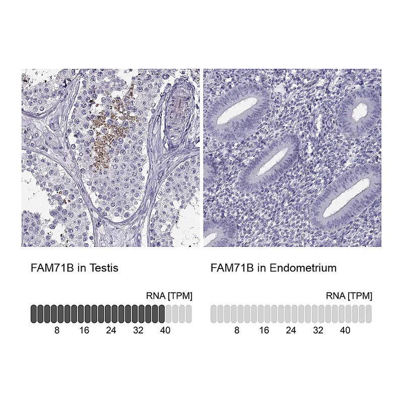 Atlas Antibodies Anti-FAM71B Antibody