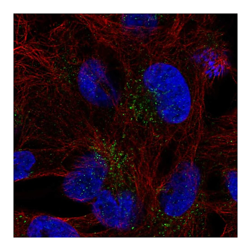 Atlas Antibodies Anti-FAM78B Antibody