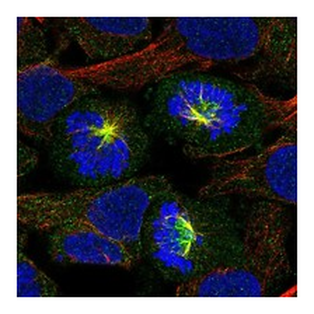 Atlas Antibodies Anti-FAM83D Antibody