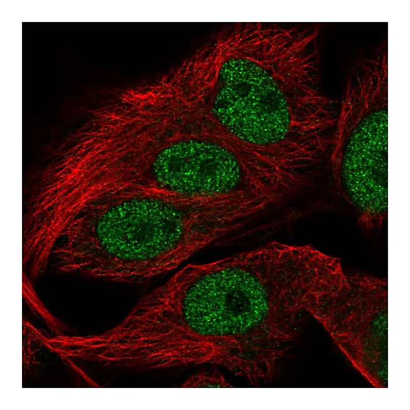 Atlas Antibodies Anti-FAM81A Antibody