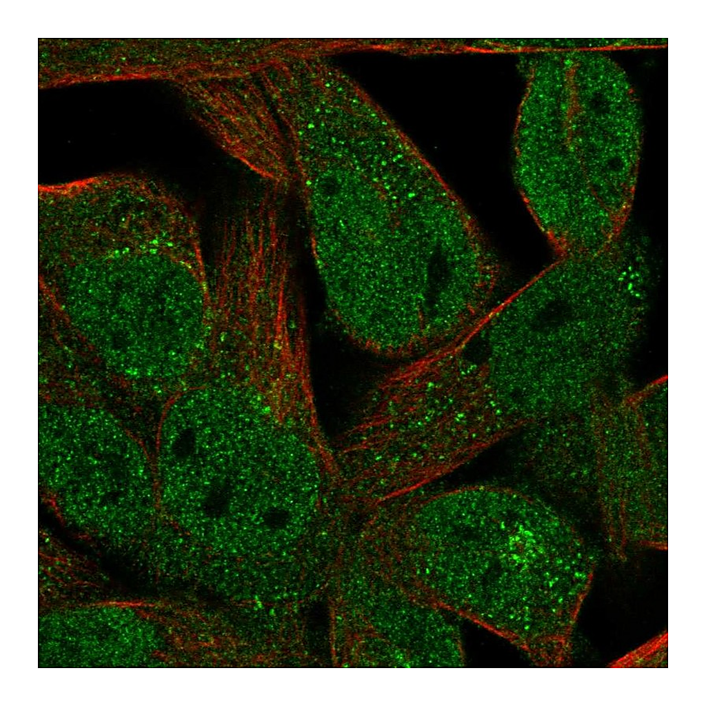 Atlas Antibodies Anti-FAM89A Antibody
