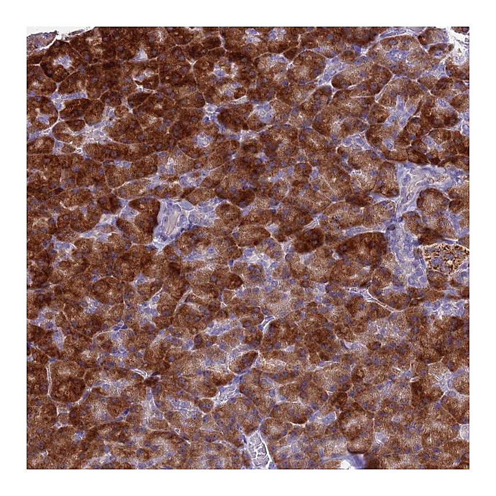 Atlas Antibodies Anti-FAM84A Antibody