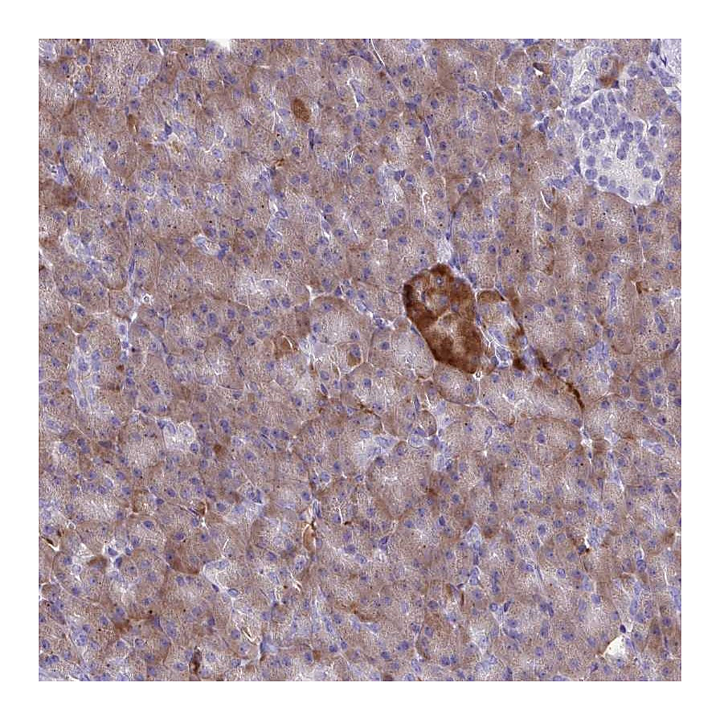 Atlas Antibodies Anti-FAM86B1 Antibody