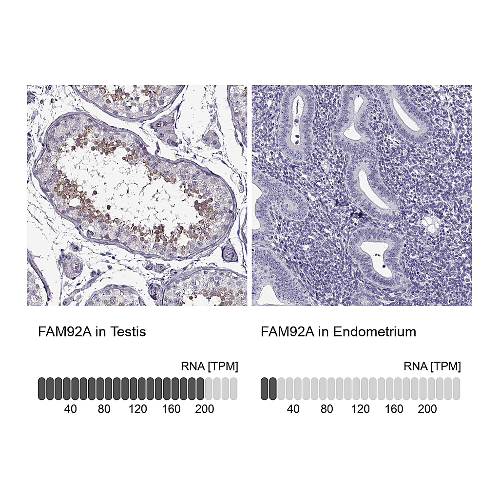 Atlas Antibodies Anti-FAM92A Antibody