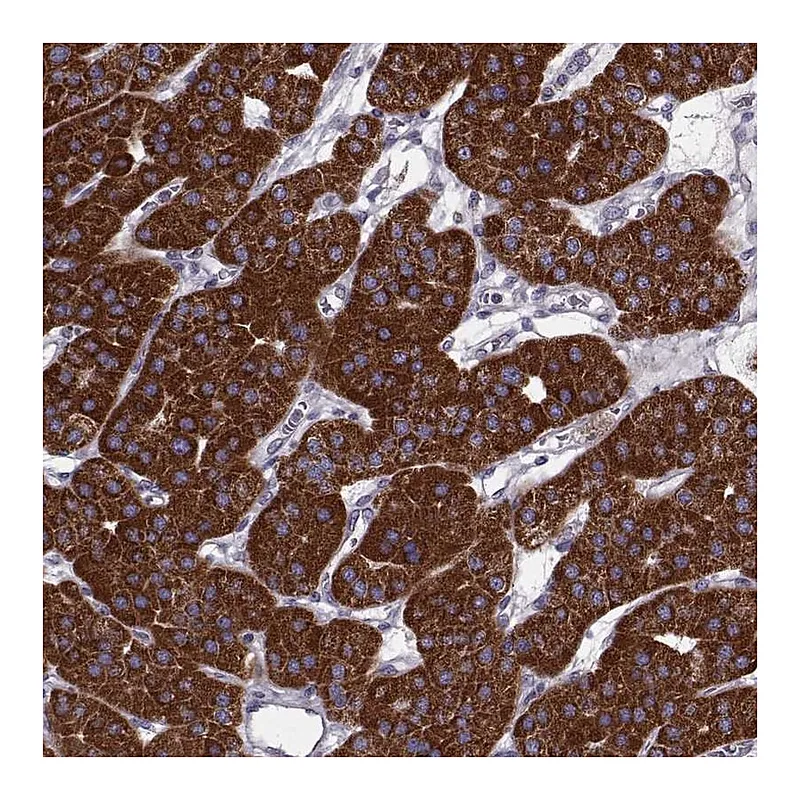 Atlas Antibodies Anti-FAM8A1 Antibody