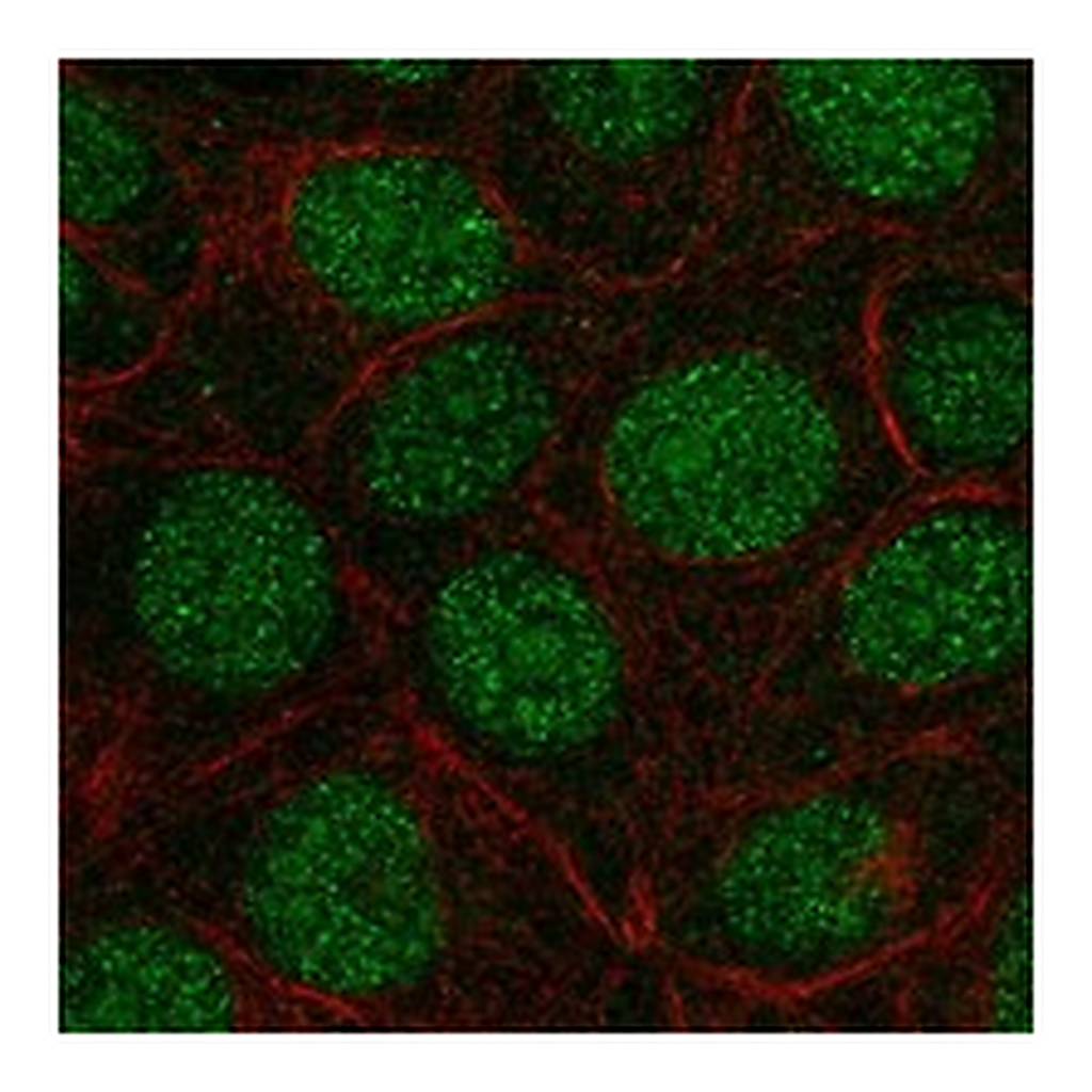 Atlas Antibodies Anti-FAM90A1 Antibody