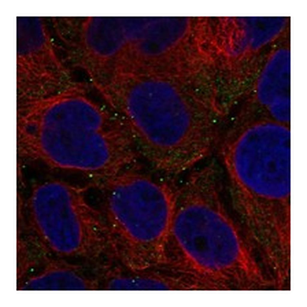 Atlas Antibodies Anti-FANCD2OS Antibody