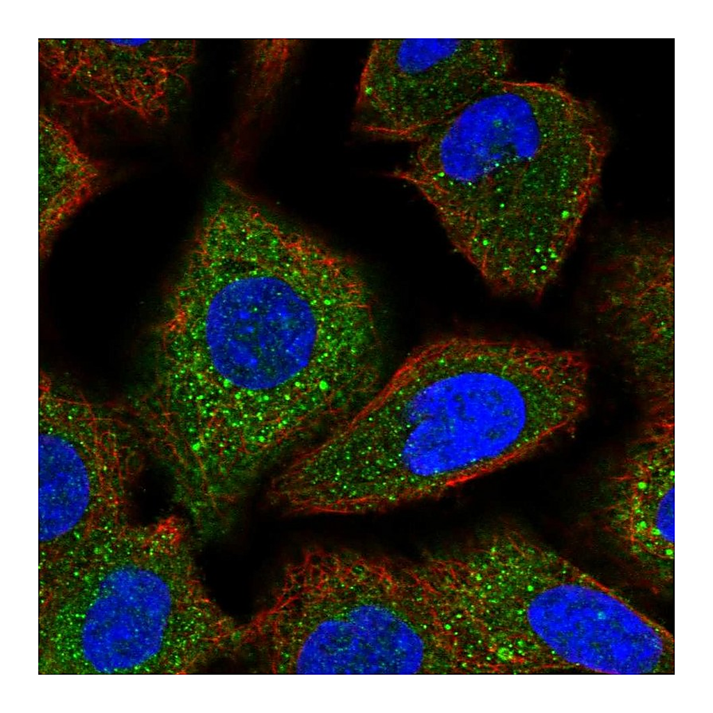 Atlas Antibodies Anti-FANCG Antibody