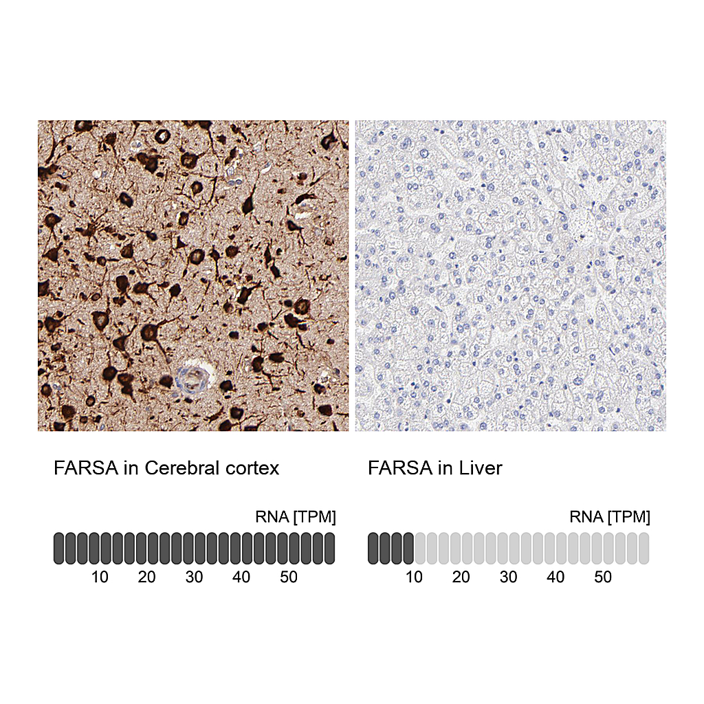 Atlas Antibodies Anti-FARSA Antibody