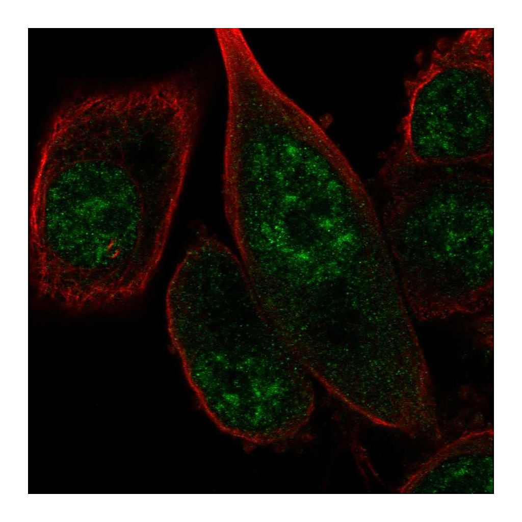 Atlas Antibodies Anti-FANCM Antibody