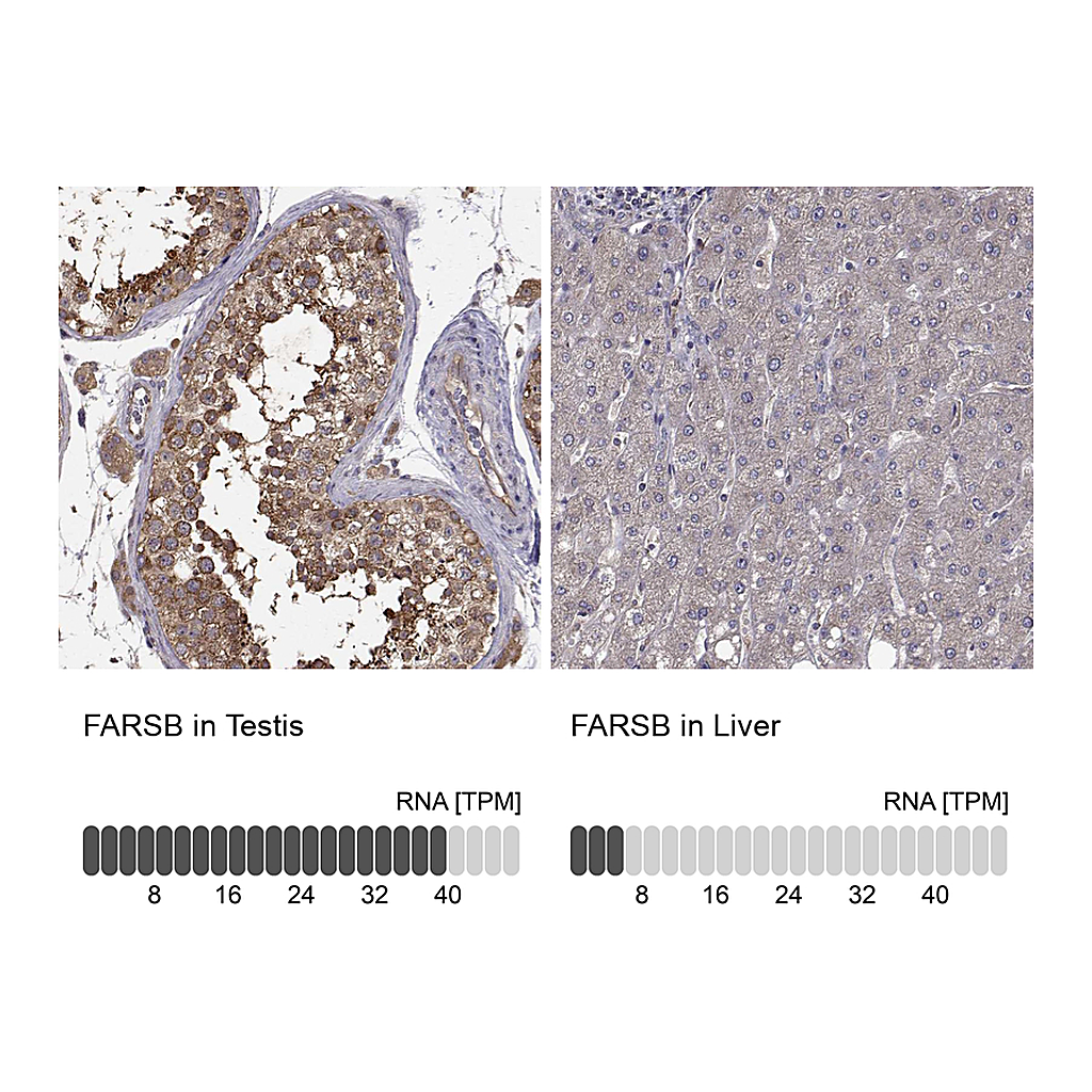 Atlas Antibodies Anti-FARSB Antibody