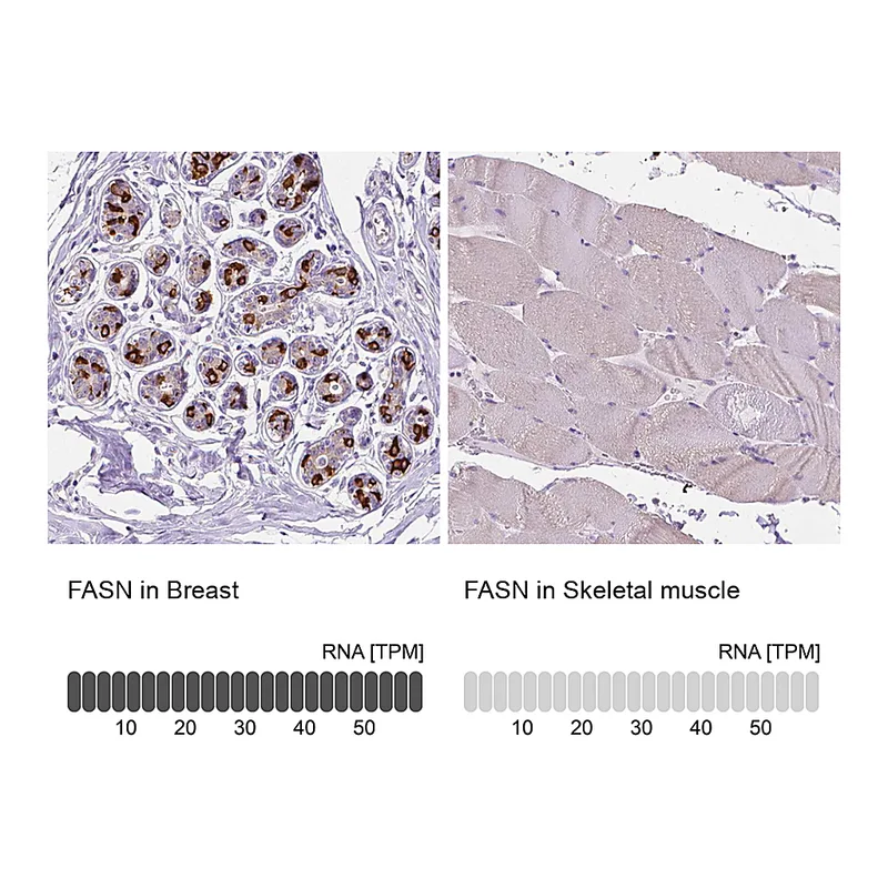 Atlas Antibodies Anti-FASN Antibody