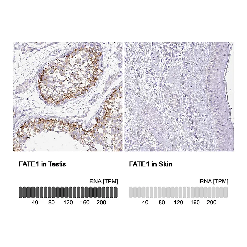 Atlas Antibodies Anti-FATE1 Antibody