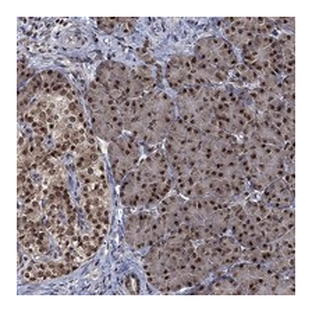 Atlas Antibodies Anti-FBL Antibody