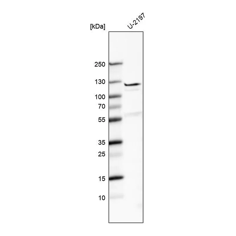 Atlas Antibodies Anti-FBLN7 Antibody
