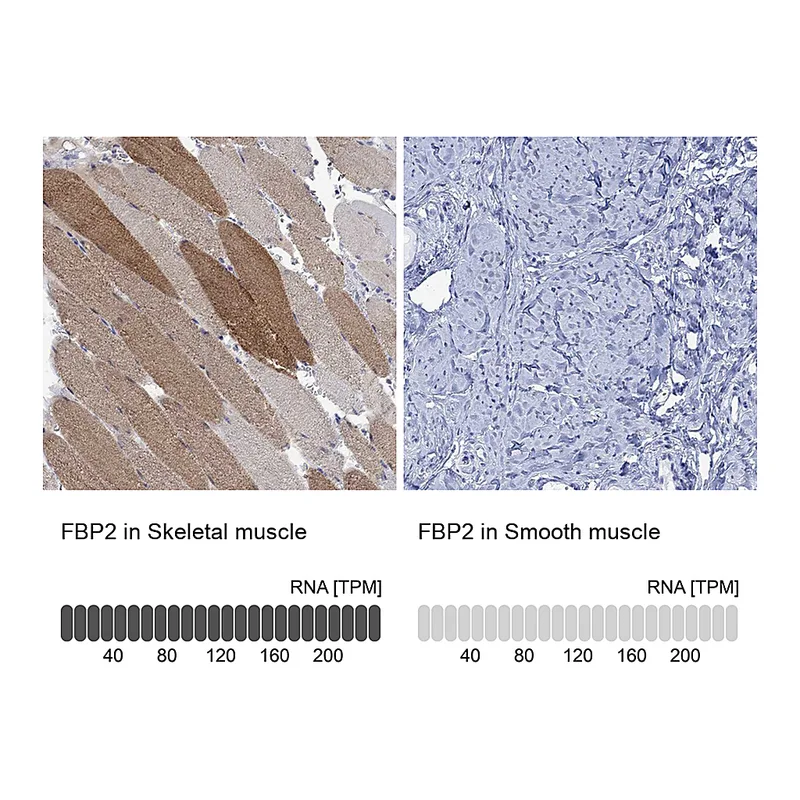 Atlas Antibodies Anti-FBP2 Antibody