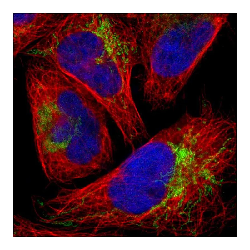 Atlas Antibodies Anti-FBXL12 Antibody