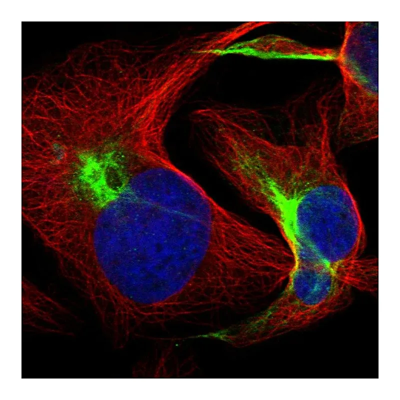 Atlas Antibodies Anti-FBXL19 Antibody