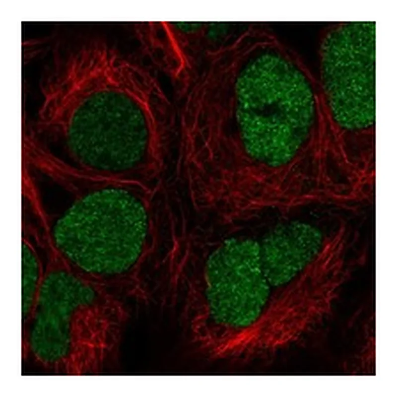 Atlas Antibodies Anti-FBXL19 Antibody