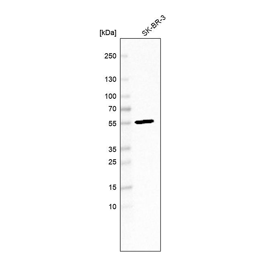 Atlas Antibodies Anti-FBXL20 Antibody