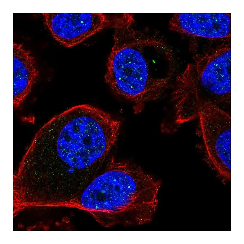 Atlas Antibodies Anti-FBXL3 Antibody