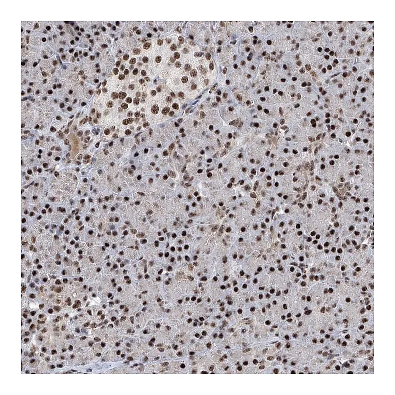 Atlas Antibodies Anti-FBXL4 Antibody