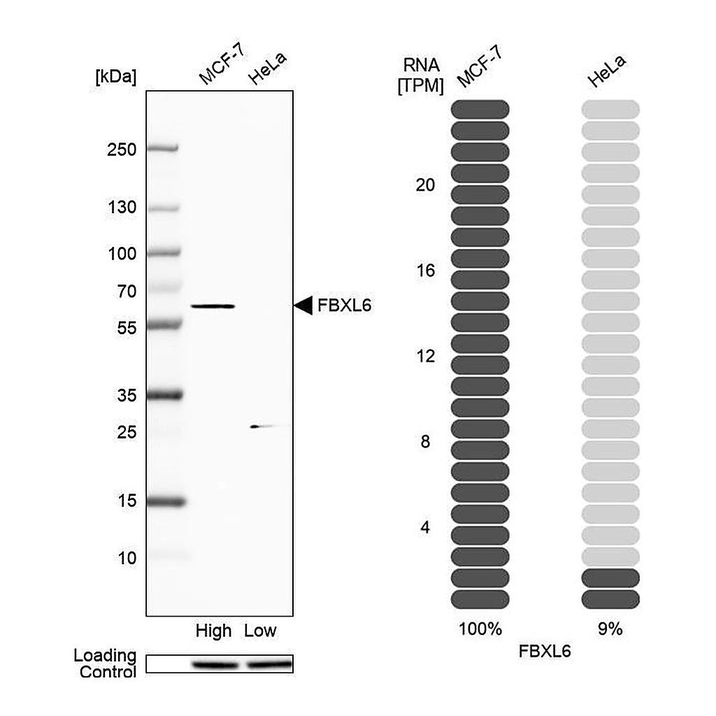 Atlas Antibodies Anti-FBXL6 Antibody
