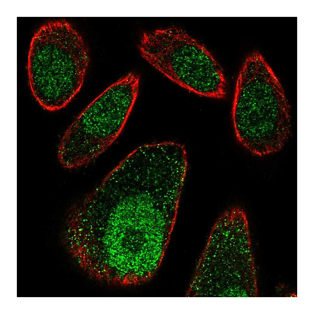 Atlas Antibodies Anti-FBXO27 Antibody