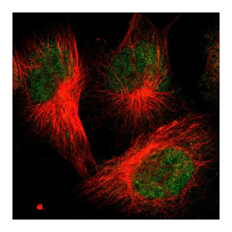 Atlas Antibodies Anti-FBXO3 Antibody