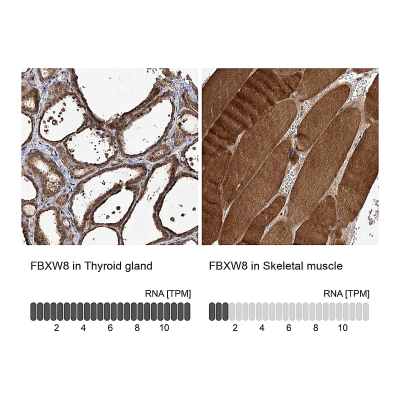 Atlas Antibodies Anti-FBXW8 Antibody