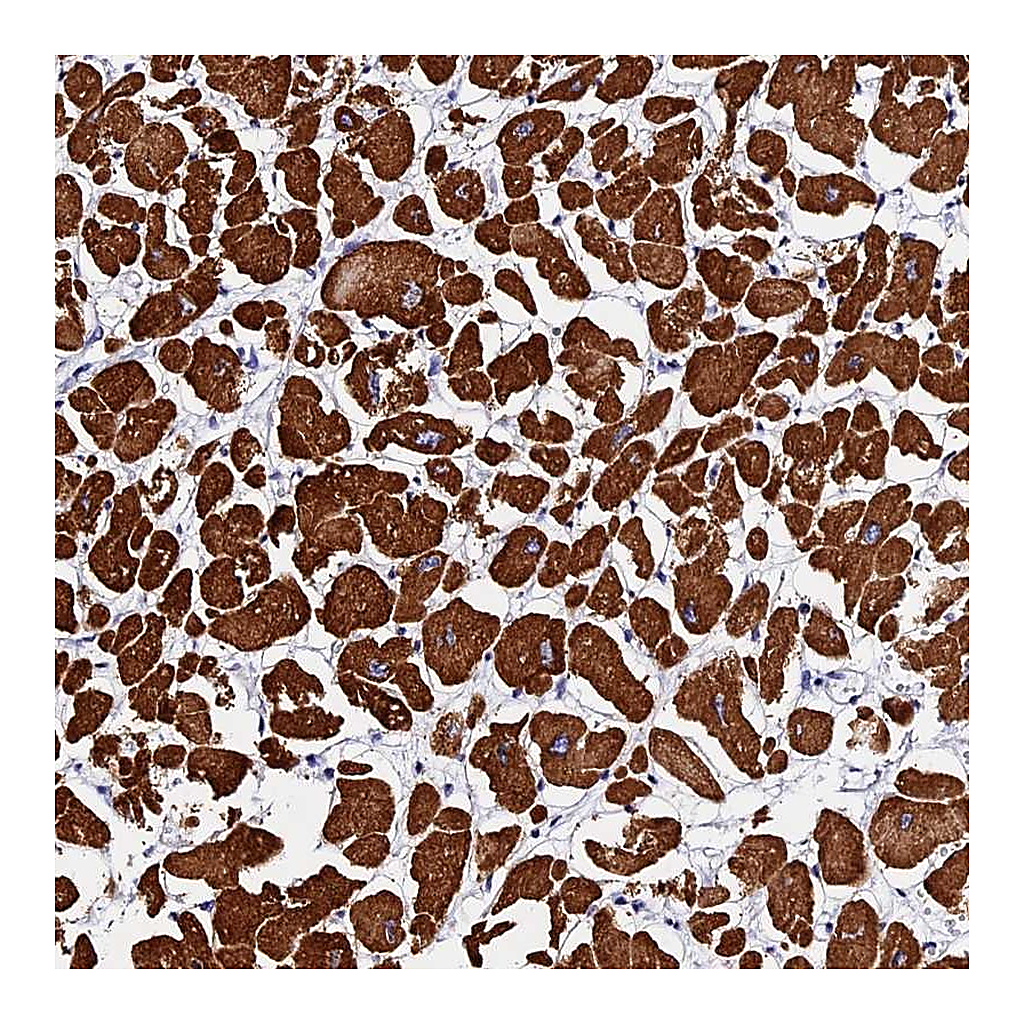 Atlas Antibodies Anti-FBXW9 Antibody