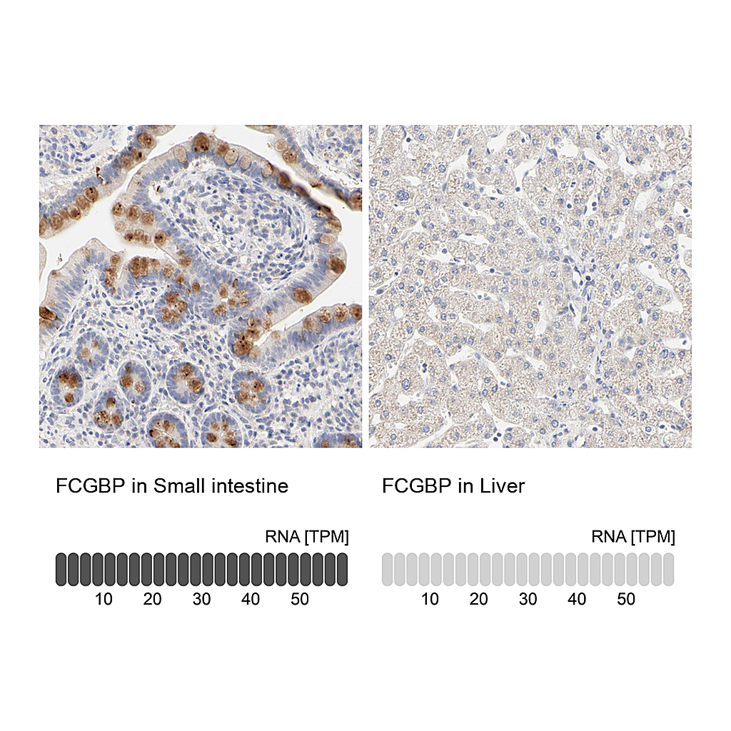 Atlas Antibodies Anti-FCGBP Antibody