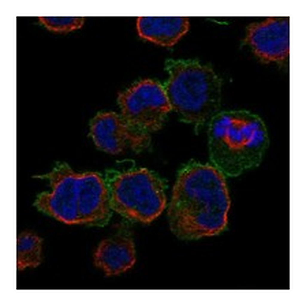 Atlas Antibodies Anti-FCGR2A Antibody