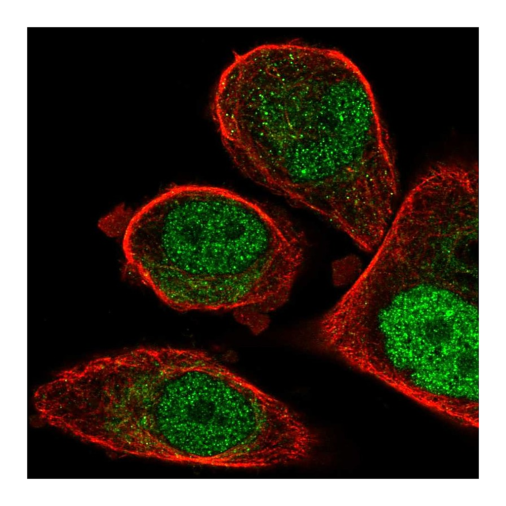 Atlas Antibodies Anti-FCHO1 Antibody