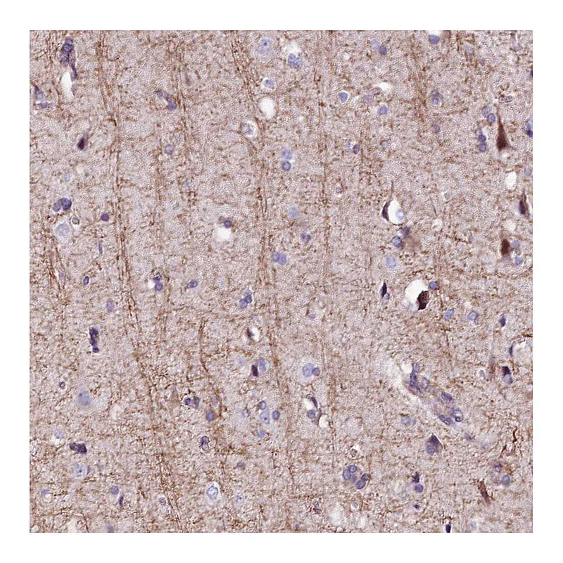 Atlas Antibodies Anti-FCHSD2 Antibody