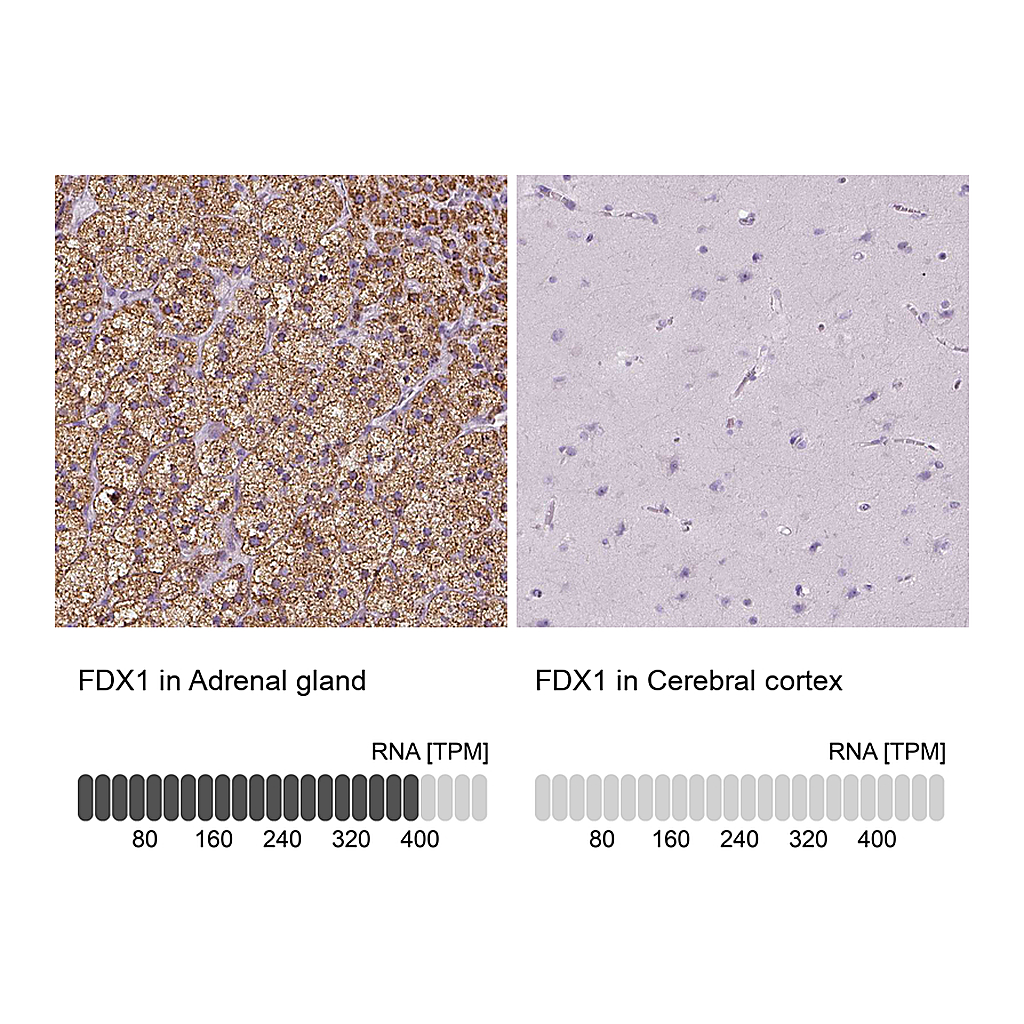 Atlas Antibodies Anti-FDX1 Antibody