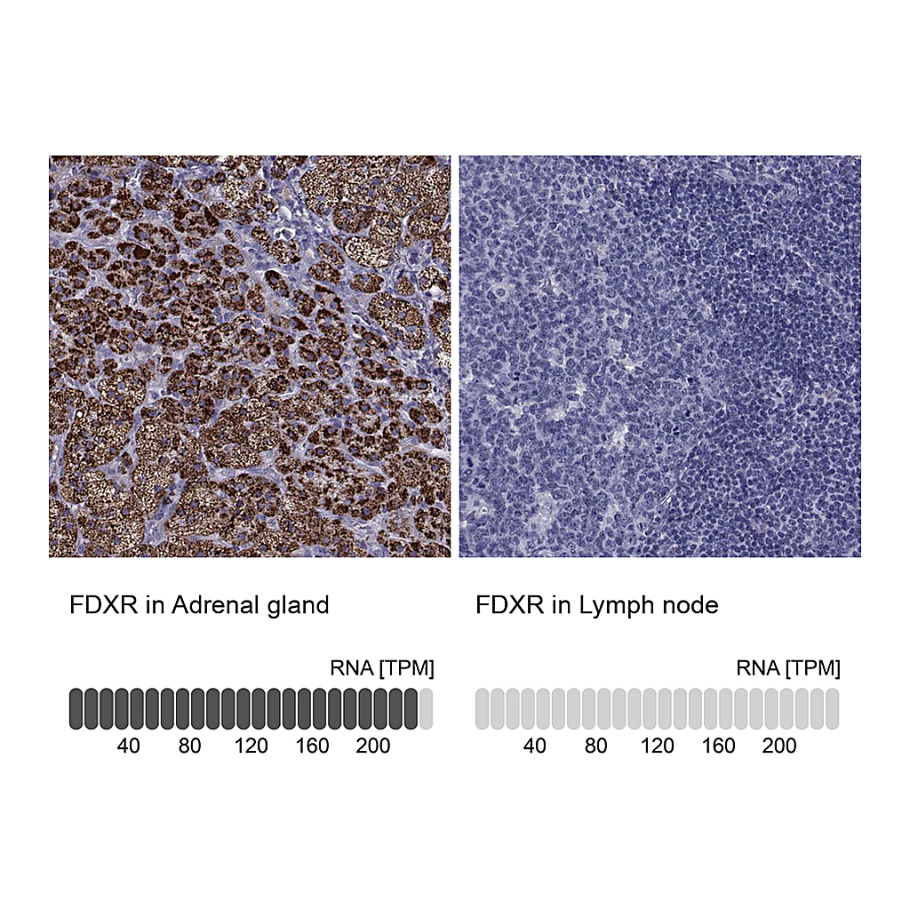 Atlas Antibodies Anti-FDXR Antibody