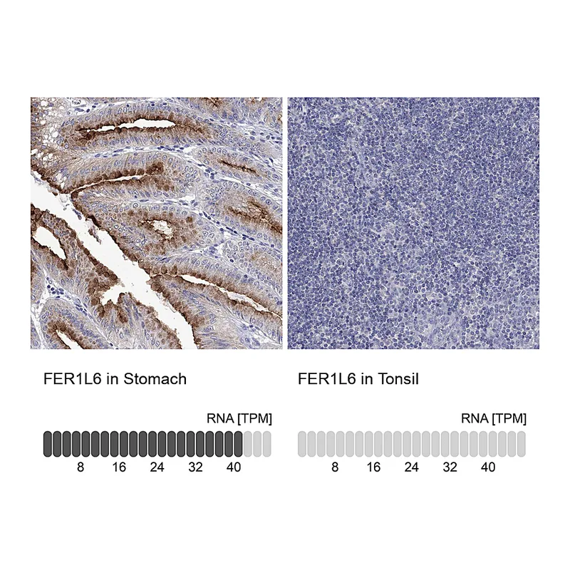 Atlas Antibodies Anti-FER1L6 Antibody