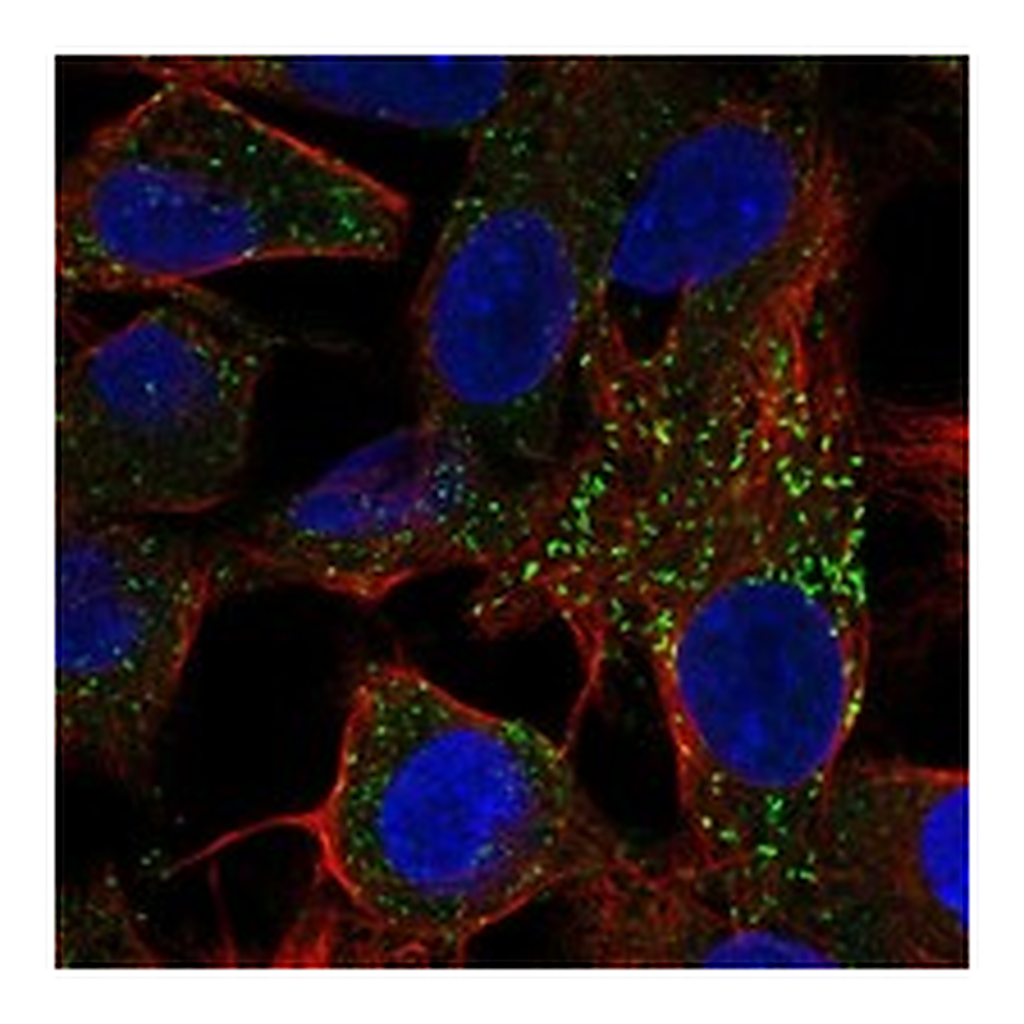 Atlas Antibodies Anti-FETUB Antibody