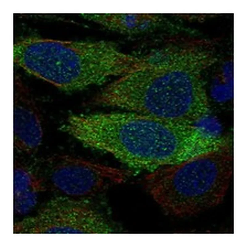 Atlas Antibodies Anti-FERMT2 Antibody