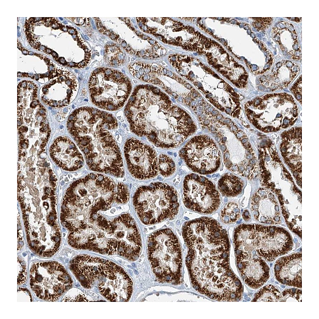 Atlas Antibodies Anti-FGD2 Antibody