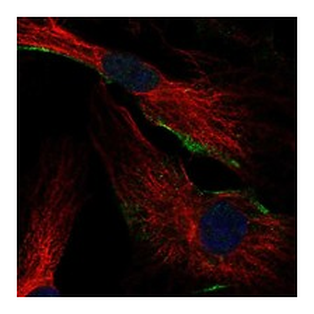 Atlas Antibodies Anti-FGD5 Antibody