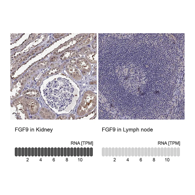 Atlas Antibodies Anti-FGF9 Antibody